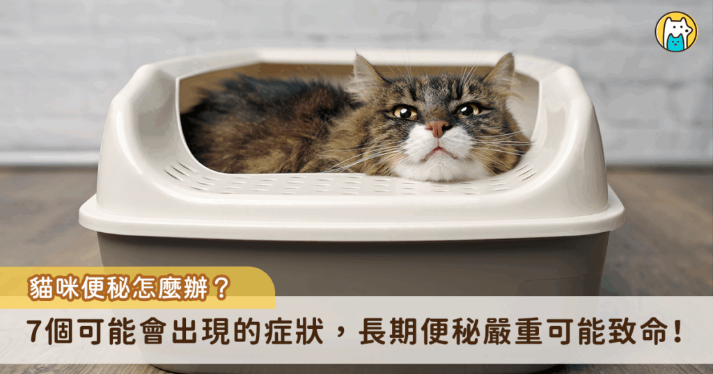 想上廁所上不出來的痛苦不只困擾著人類，對於貓咪來說也是一大健康疑慮，當貓咪出現排便率下降、排便時哭叫、糞便乾硬皆是便秘會有的跡象，若是有長期便秘的問題很有可能罹患「巨結腸症」，嚴重時會有生命危險。至於要如何判別貓咪有便秘的問題，Heho Pets 整理出以下 7 個症狀來幫助飼主判斷，及早發現及早帶貓咪就醫。