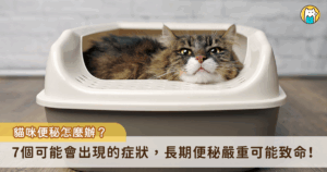 想上廁所上不出來的痛苦不只困擾著人類，對於貓咪來說也是一大健康疑慮，當貓咪出現排便率下降、排便時哭叫、糞便乾硬皆是便秘會有的跡象，若是有長期便秘的問題很有可能罹患「巨結腸症」，嚴重時會有生命危險。至於要如何判別貓咪有便秘的問題，Heho Pets 整理出以下 7 個症狀來幫助飼主判斷，及早發現及早帶貓咪就醫。