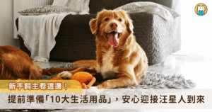 狗狗是人類忠實的好朋友，許多人都嚮往能有一隻毛孩作伴，但對於初次養狗的新手來說，養狗前的準備事項常讓人手忙腳亂。本篇文章就幫你整理出新手養狗必備的十大用品清單，讓你能安心迎接汪星人的到來！