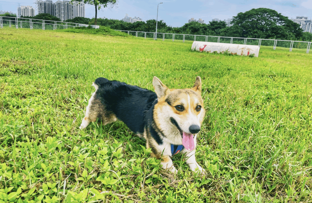 為慶祝國際狗狗日，鼓勵市民攜帶寵物外出落實模範飼主行為，新北市動保處推出毛寶貝加菜金抽獎活動，民眾在 8 月 4 日至 8 月 31 日內，前往新北市貼有「寵物友善標章」的合作店家消費，並於動保處官方臉書貼文完成指定任務，就有機會抽中新北幣 500 元共計 20 名。