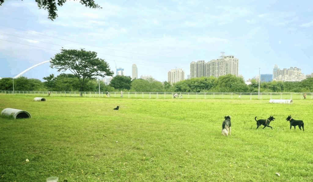 為慶祝國際狗狗日，鼓勵市民攜帶寵物外出落實模範飼主行為，新北市動保處推出毛寶貝加菜金抽獎活動，民眾在 8 月 4 日至 8 月 31 日內，前往新北市貼有「寵物友善標章」的合作店家消費，並於動保處官方臉書貼文完成指定任務，就有機會抽中新北幣 500 元共計 20 名。