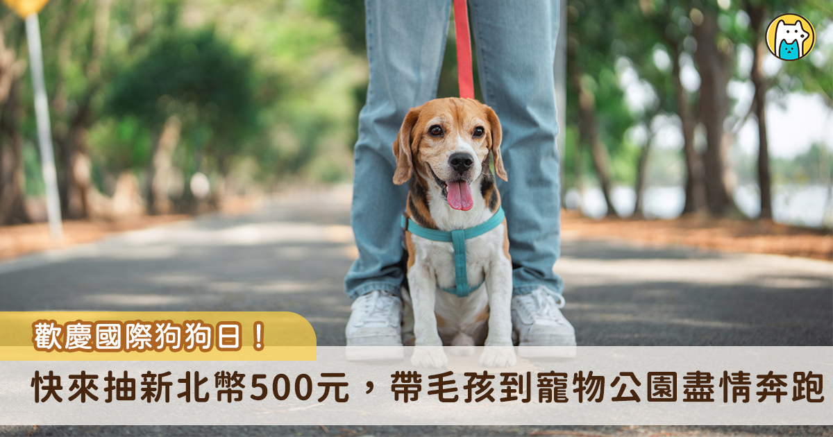 為慶祝國際狗狗日，鼓勵市民攜帶寵物外出落實模範飼主行為，新北市動保處推出毛寶貝加菜金抽獎活動，民眾在 8 月 4 日至 8 月 31 日內，前往新北市貼有「寵物友善標章」的合作店家消費，並於動保處官方臉書貼文完成指定任務，就有機會抽中新北幣 500 元共計 20 名。