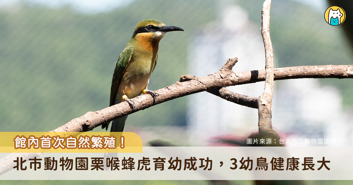 台北市立動物園穿山甲館的栗喉蜂虎首次在館內成功自然繁殖及育幼，保育員於 6 月下旬發現栗喉蜂虎自然配對後陸續在穿山甲館內的仿岩巢區產蛋，其中的 3 顆蛋在 7 月中孵化，經過新手鳥爸媽辛勤哺育幼鳥們已於 8 月中離巢，開始在穿山甲館中學習其他成鳥四處飛翔，為園內的栗喉蜂虎保育行動寫下一頁新章。