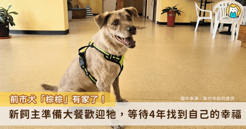 前新竹市犬「棕棕」2021 年因多方因素考量回到收容所待認養，近日傳出好消息，棕棕已經由民眾領養，26 日於動保所人員陪同下來到新家，新飼主特地準備豐盛大餐迎接，棕棕的臉上露出笑容搖尾互動，看到棕棕對新環境適應良好，也讓動保所人員感到欣慰。