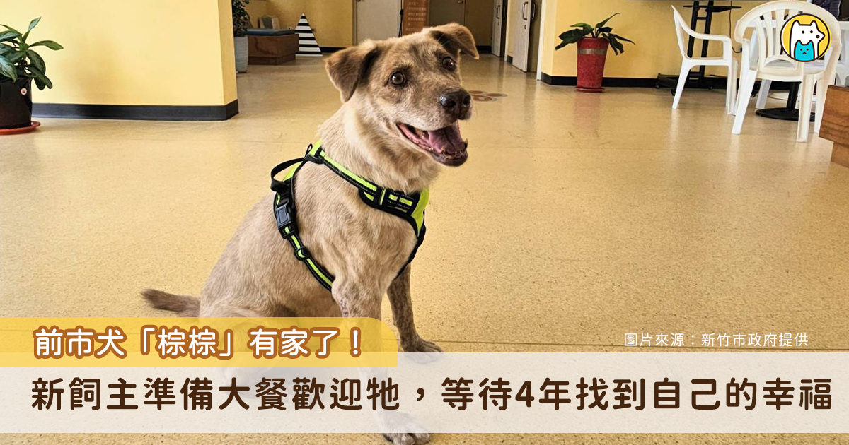 前新竹市犬「棕棕」2021 年因多方因素考量回到收容所待認養，近日傳出好消息，棕棕已經由民眾領養，26 日於動保所人員陪同下來到新家，新飼主特地準備豐盛大餐迎接，棕棕的臉上露出笑容搖尾互動，看到棕棕對新環境適應良好，也讓動保所人員感到欣慰。