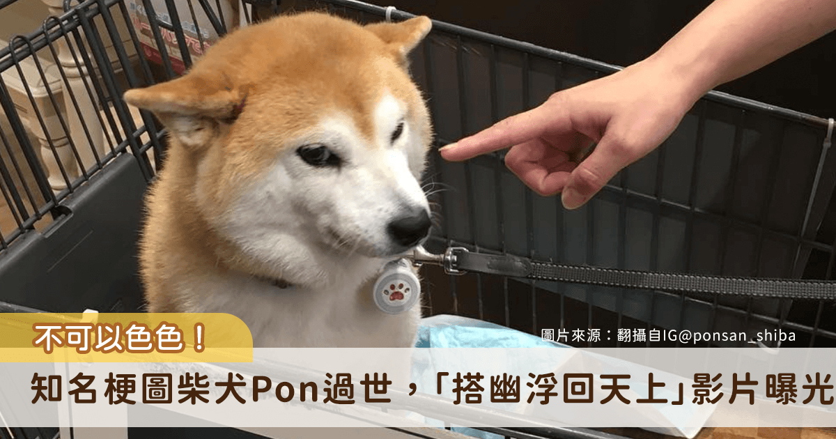 網路圖「不可以色色」的日本柴犬 2021 年爆紅，成為台灣社群上的萬用梗圖。柴犬 Pon（ポンさん） 的飼主稍早證實愛犬離世的消息，Pon 即將前往彩虹橋，不少網友發文悼念，感謝 Pon 這些年帶來的歡樂。
