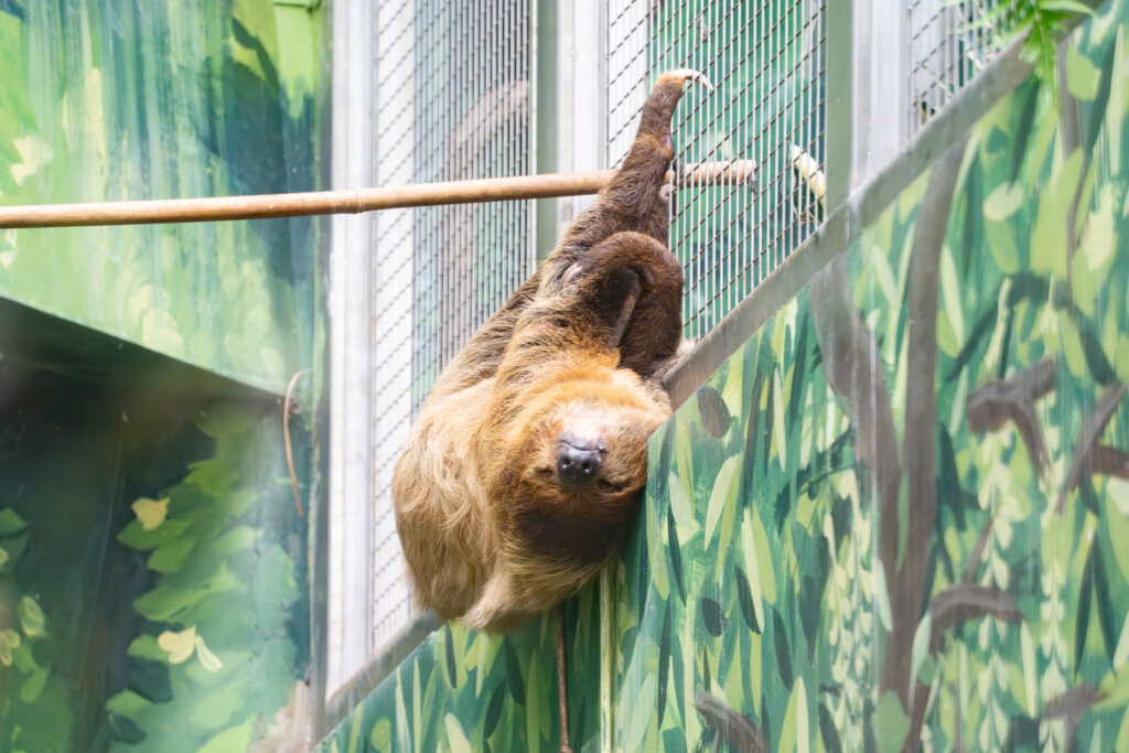 動物園大巨嘴鳥新鄰居是樹懶! 碰面「互當沒看到」逗趣畫面曝光 台北市立動物園穿山甲館中的大巨嘴鳥活動場 6 月下旬進行翻新,安排 2 隻二趾樹獺「蘇珊」(雌)與「葉橙」(雄)與大巨嘴鳥共享空間當室友。樹懶們與大巨嘴鳥相處融洽,維持著「視而不見、無為而治」的共存模式;反倒是另一隻二趾樹獺「葉黃」會隔著網子與葉橙叫囂,堪稱另類的「網外互打」,彼此的相處畫面曝光。