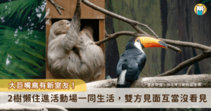 台北市立動物園穿山甲館中的大巨嘴鳥活動場 6 月下旬進行翻新，安排 2 隻二趾樹獺「蘇珊」（雌）與「葉橙」（雄）與大巨嘴鳥共享空間當室友。樹懶們與大巨嘴鳥相處融洽，維持著「視而不見、無為而治」的共存模式；反倒是另一隻二趾樹獺「葉黃」會隔著網子與葉橙叫囂，堪稱另類的「網外互打」，彼此的相處畫面曝光。