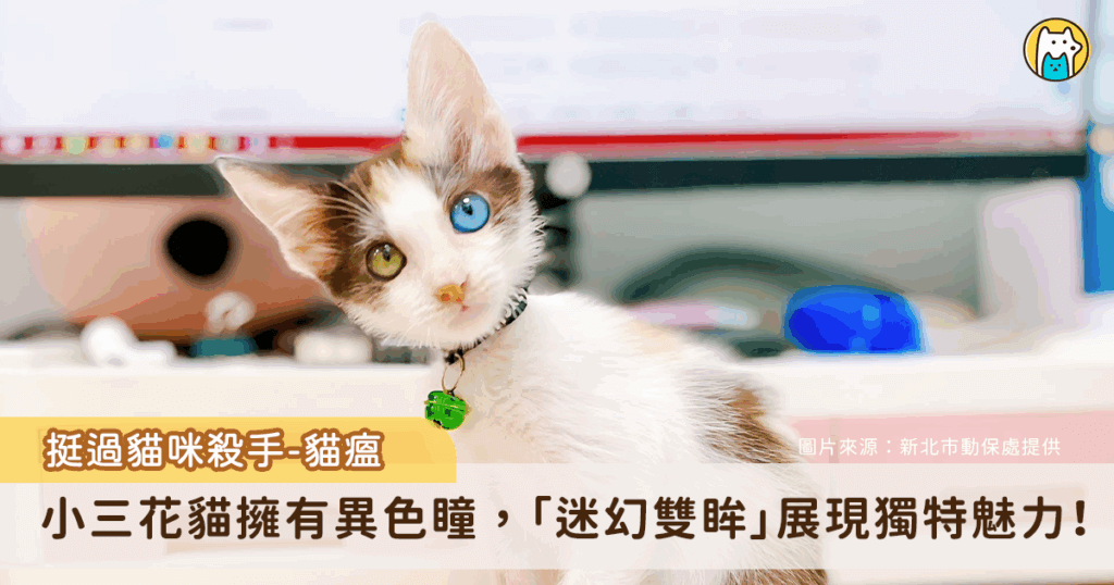 新北市動保處日前救援 2 隻三花幼貓，其中 1 隻感染貓瘟合併感冒，另 1 隻則是嚴重下痢，所幸在醫療團隊細心照護下逐漸恢復健康。令人驚喜的是，其中 1 隻小貓在康復過程中被發現擁有「異色瞳」一眼如藍色大海，另一眼宛如閃亮星辰，特殊的眼色更添獨特魅力。