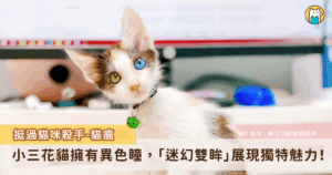 新北市動保處日前救援 2 隻三花幼貓，其中 1 隻感染貓瘟合併感冒，另 1 隻則是嚴重下痢，所幸在醫療團隊細心照護下逐漸恢復健康。令人驚喜的是，其中 1 隻小貓在康復過程中被發現擁有「異色瞳」一眼如藍色大海，另一眼宛如閃亮星辰，特殊的眼色更添獨特魅力。
