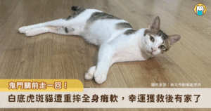 新北市汐止區一隻白底虎斑貓疑似從高空墜落，眼角、下顎有傷口，全身癱軟倒在路邊被通報，檢查後確認雙前肢掌骨有斷裂傷，緊急輸液治療及後續照護逐漸恢復。現在貓咪已重獲健康，並由民眾認養，有了屬於自己溫暖的家。