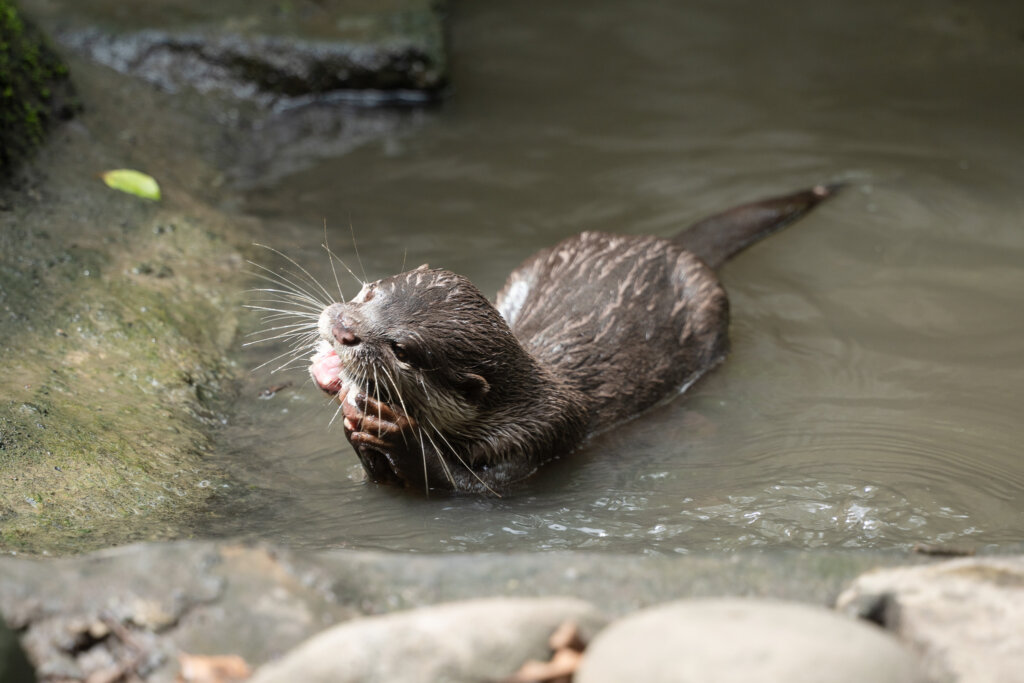9 月各地白天的高溫仍持續炎熱，台北市立動物園為了讓動物們在炎熱的天氣中保持清涼，今夏新添了製冰機，搭配蔬果製成蔬果剉冰，讓動物們清涼一夏。亞洲黑熊、小爪水獺等在炎熱天氣中吃著現做的專屬剉冰，享受一場冰品盛宴。