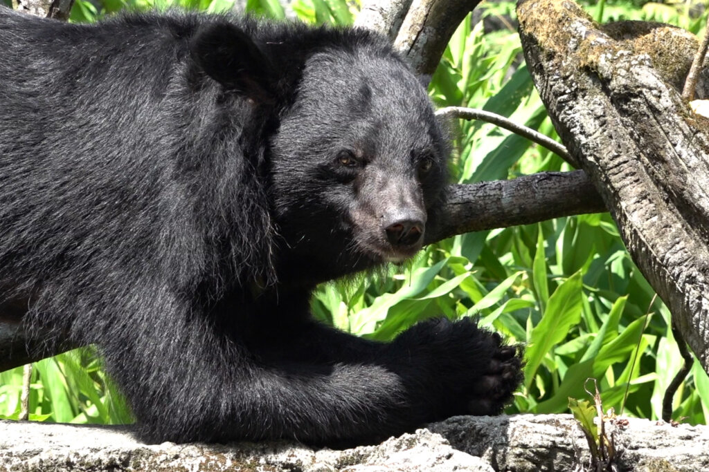 9 月各地白天的高溫仍持續炎熱，台北市立動物園為了讓動物們在炎熱的天氣中保持清涼，今夏新添了製冰機，搭配蔬果製成蔬果剉冰，讓動物們清涼一夏。亞洲黑熊、小爪水獺等在炎熱天氣中吃著現做的專屬剉冰，享受一場冰品盛宴。