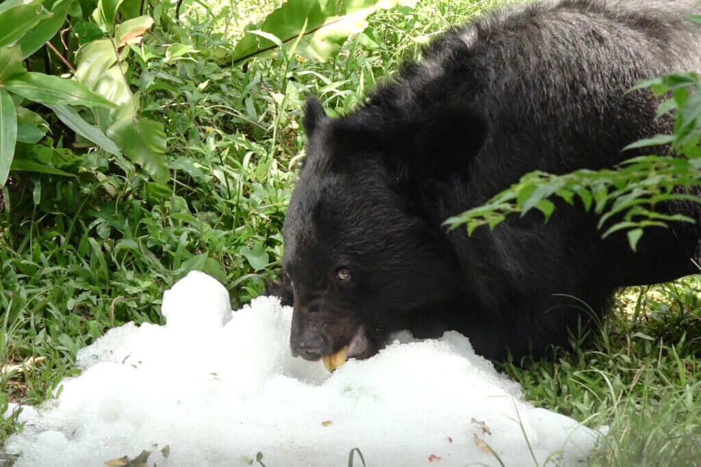 9 月各地白天的高溫仍持續炎熱，台北市立動物園為了讓動物們在炎熱的天氣中保持清涼，今夏新添了製冰機，搭配蔬果製成蔬果剉冰，讓動物們清涼一夏。亞洲黑熊、小爪水獺等在炎熱天氣中吃著現做的專屬剉冰，享受一場冰品盛宴。