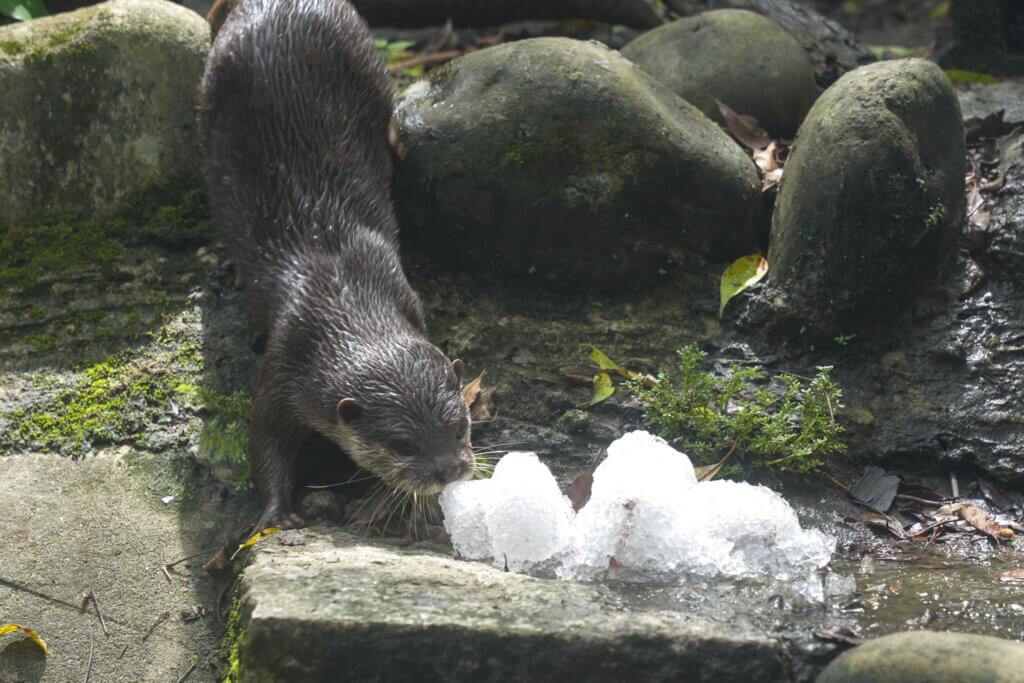 9 月各地白天的高溫仍持續炎熱，台北市立動物園為了讓動物們在炎熱的天氣中保持清涼，今夏新添了製冰機，搭配蔬果製成蔬果剉冰，讓動物們清涼一夏。亞洲黑熊、小爪水獺等在炎熱天氣中吃著現做的專屬剉冰，享受一場冰品盛宴。