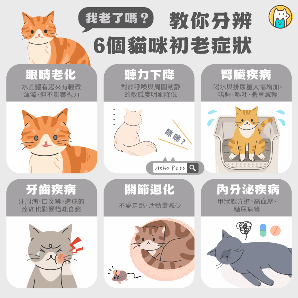 隨著飼養貓咪的人口增加，貓咪的平均壽命也越來越長。一般來說，7歲以上的貓咪就進入熟齡期，身體機能會逐漸退化，需要更多細心的關注與照護。以下整理貓咪最常見的初老症狀，讓飼主可以早期察覺，幫助愛貓健康老化。