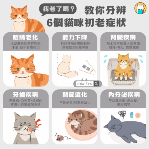 7歲就算熟齡？這 6 大初老徵兆提醒你，貓咪正在悄悄變老！