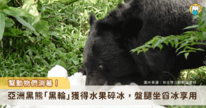 9 月各地白天的高溫仍持續炎熱，台北市立動物園為了讓動物們在炎熱的天氣中保持清涼，今夏新添了製冰機，搭配蔬果製成蔬果剉冰，讓動物們清涼一夏。亞洲黑熊、小爪水獺等在炎熱天氣中吃著現做的專屬剉冰，享受一場冰品盛宴。
