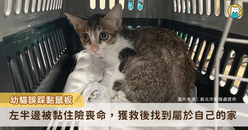 新北市永和區中正路有店家發現一隻幼貓誤踩黏鼠板，左半部被黏住，嘗試掙扎無法自救，情況危機通報動保處協助。幼貓送至中和動物之家協助脫困並進行健康檢查，休養至恢復健康後已找到認養人。