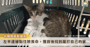 新北市永和區中正路有店家發現一隻幼貓誤踩黏鼠板，左半部被黏住，嘗試掙扎無法自救，情況危機通報動保處協助。幼貓送至中和動物之家協助脫困並進行健康檢查，休養至恢復健康後已找到認養人。
