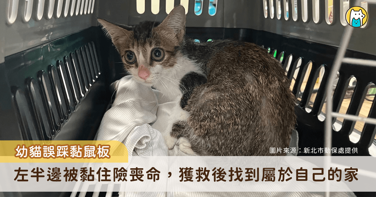 新北市永和區中正路有店家發現一隻幼貓誤踩黏鼠板，左半部被黏住，嘗試掙扎無法自救，情況危機通報動保處協助。幼貓送至中和動物之家協助脫困並進行健康檢查，休養至恢復健康後已找到認養人。