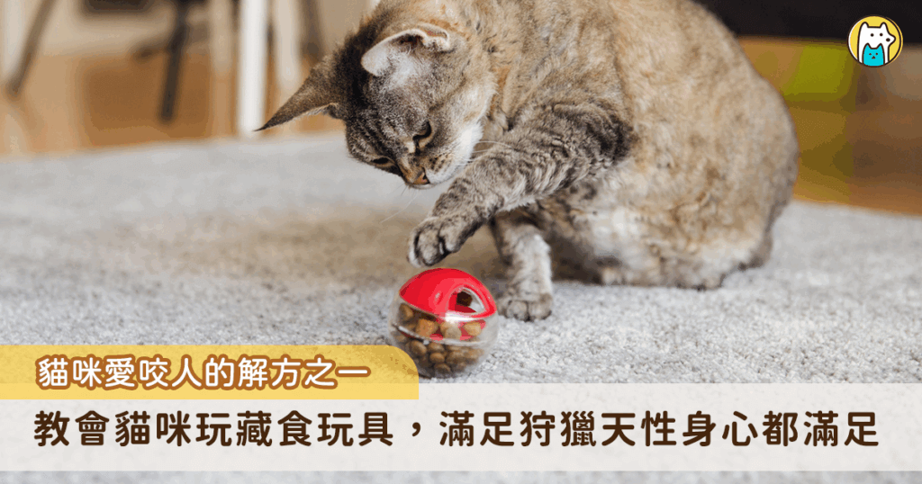 大家養貓有遇過「玩」這方面的問題嗎？養了隻貓咪電力永遠放不完、半夜還在作怪擾人清夢？ 在家中走動時，被突然竄出的貓抱咬腳跟，痛到眼淚飆出？ 買了各式各樣的逗貓棒或玩具嘗試讓貓運動，但貓咪完全沒興趣？除了這些讓人頭痛的情況之外，亂尿尿、焦慮引起的過度舔毛等行為問題，也都有機會靠著「藏食玩具」來改善唷！