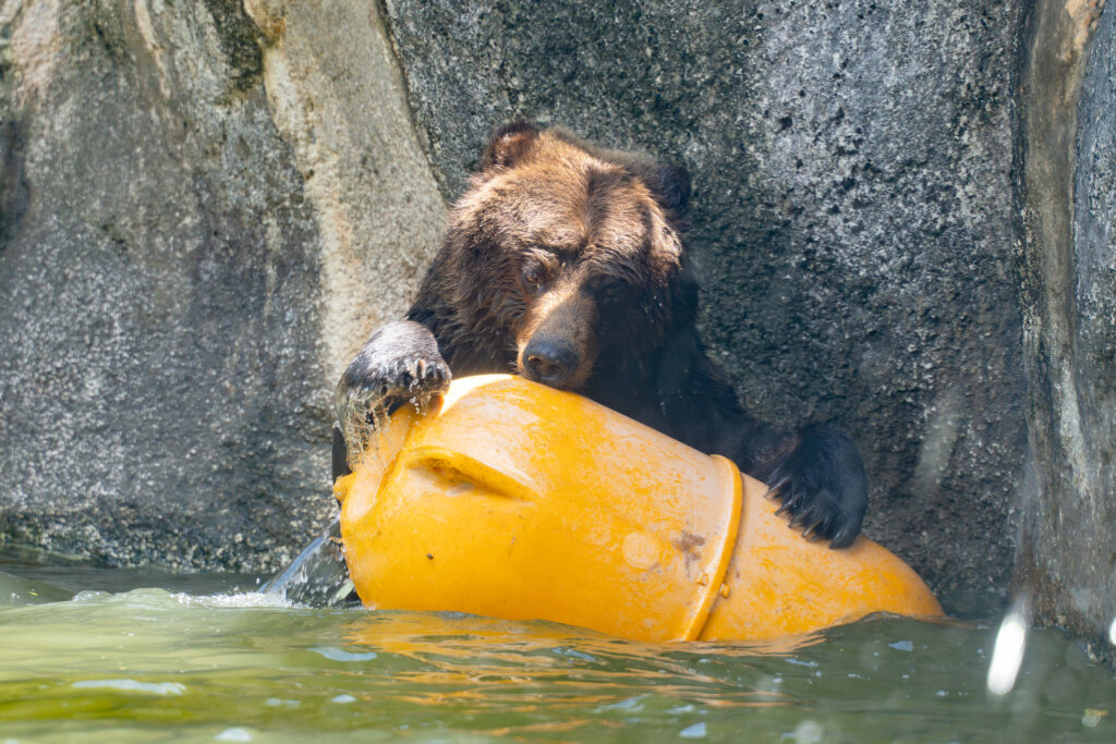 中元節動物園辦「慰靈祭」 追思離世動物、為夥伴們祈福 台北市立動物園 17 日於木柵忠順廟於園內舉行「動物慰靈祭暨中元普度法會」,緬懷離世的動物們,包含棕熊「小喬」、非洲象「美代」、白犀牛「犀敏」等動物,同時並為園區的動物與人類夥伴們祈福。