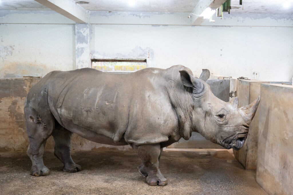 中元節動物園辦「慰靈祭」 追思離世動物、為夥伴們祈福 台北市立動物園 17 日於木柵忠順廟於園內舉行「動物慰靈祭暨中元普度法會」,緬懷離世的動物們,包含棕熊「小喬」、非洲象「美代」、白犀牛「犀敏」等動物,同時並為園區的動物與人類夥伴們祈福。