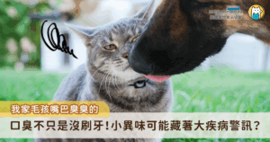 許多飼主習慣將毛孩口臭歸咎於「沒刷牙」，但事實上，口臭很可能是口腔或某個部位疾病的早期警訊，特別是牙周病，當牙菌斑與牙結石長期累積，不僅會讓牙齦發炎、牙齒鬆動，還可能透過血液影響心臟、腎臟等重要器官。因此，別再把口臭當成單純異味，它其實是毛孩健康的重要指標之一。
