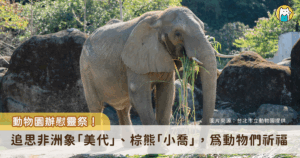 台北市立動物園 17 日於木柵忠順廟於園內舉行「動物慰靈祭暨中元普度法會」，緬懷離世的動物們，包含棕熊「小喬」、非洲象「美代」、白犀牛「犀敏」等動物，同時並為園區的動物與人類夥伴們祈福。