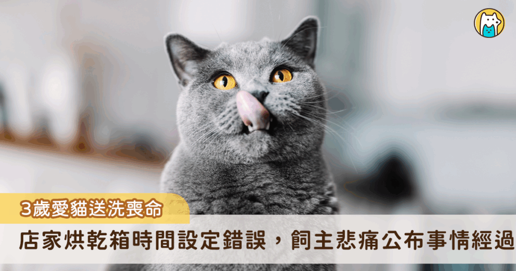 台中市一名飼主 3 月時將愛貓「美金」送至寵物店送洗，過一陣子卻接到店家電話告知美金被送往寵物醫院，不幸離世。事後調閱監視器，飼主發現美金於烘箱機抱出來已沒了氣息，悲痛發文公布事情經過，並控訴店家沒有在事發第一時間通知飼主、輕視生命。對此，寵物店稍早也發出聲明道歉。