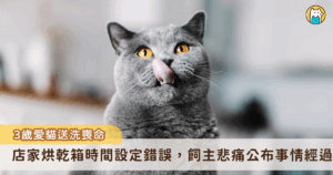 台中市一名飼主 3 月時將愛貓「美金」送至寵物店送洗，過一陣子卻接到店家電話告知美金被送往寵物醫院，不幸離世。事後調閱監視器，飼主發現美金於烘箱機抱出來已沒了氣息，悲痛發文公布事情經過，並控訴店家沒有在事發第一時間通知飼主、輕視生命。對此，寵物店稍早也發出聲明道歉。