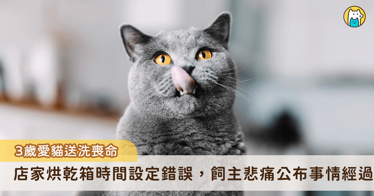 台中市一名飼主 3 月時將愛貓「美金」送至寵物店送洗，過一陣子卻接到店家電話告知美金被送往寵物醫院，不幸離世。事後調閱監視器，飼主發現美金於烘箱機抱出來已沒了氣息，悲痛發文公布事情經過，並控訴店家沒有在事發第一時間通知飼主、輕視生命。對此，寵物店稍早也發出聲明道歉。