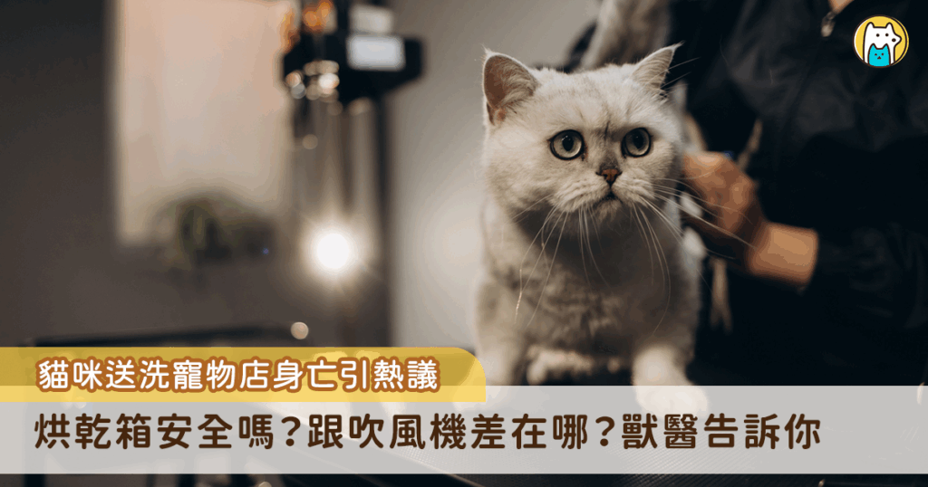 日前一名飼主將愛貓「美金」送到寵物店送洗，隨後接到愛貓身亡的消息，店家解釋為烘乾箱時間設定錯誤，導致憾事發生。不少飼主擔心貓咪使用烘乾箱會有危險，大陸網紅獸醫張旭曾分享，烘乾箱理論上對貓咪是沒有危險的，但如果要使用烘乾箱，身邊一定要有人隨時全程盯著，避免狀況發生。