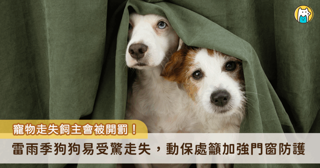 午後雷雨頻繁，突如其來的打雷聲讓在外散步的狗狗容易受到驚嚇，稍有不慎就可能掙脫牽繩走失，台北市大同區一隻黃色米克斯被雷聲嚇到，失控狂奔出家門後忘記回家的路，誤闖進鄰居家躲雨，由動保處協助收容並通知飼主領回，飼主已違反動物保護法，開罰新台幣 3000 元。