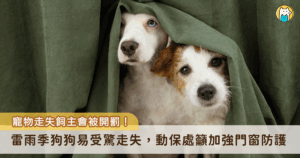 午後雷雨頻繁，突如其來的打雷聲讓在外散步的狗狗容易受到驚嚇，稍有不慎就可能掙脫牽繩走失，台北市大同區一隻黃色米克斯被雷聲嚇到，失控狂奔出家門後忘記回家的路，誤闖進鄰居家躲雨，由動保處協助收容並通知飼主領回，飼主已違反動物保護法，開罰新台幣 3000 元。