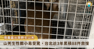 台北市信義區某社區 22 日於大樓地下室 B1 發現一隻野生山羌亂竄，讓住戶嚇了一跳，趕緊撥打 1999 市民專線通報，動保處獲報後立即派遣救援人員前往，評估山羌無外傷後進行野放。台北市近 3 年已接獲 88 件山羌救援案件。