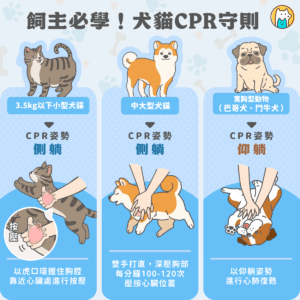 毛孩倒下別驚慌！獸醫教你犬貓急救CPR 3大要訣，黃金2分鐘救回一條命