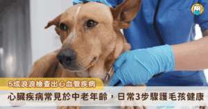 9 月 29 日是「世界心臟日」，提醒人們重視心血管健康，而毛孩同樣可能罹患心臟疾病。淡水動物之家一隻中型米克斯犬腹部莫名腫大，拍打有水波感，診斷為心絲蟲感染導致鬱血性心衰竭，引流抽出 2 公斤腹水，新北市動保處提醒，飼主日常做好 3 步驟能有效守護毛孩心臟健康。