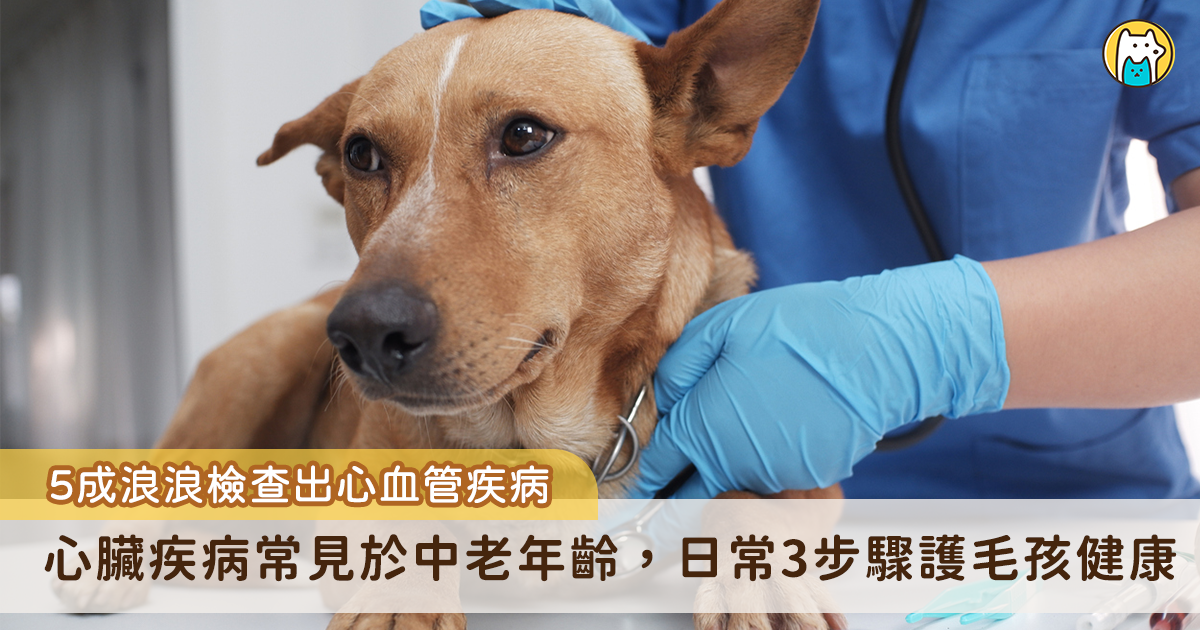 米克斯公犬「肚子大到像懷孕」 抽出2公斤粉色液體確診心絲蟲 9 月 29 日是「世界心臟日」,提醒人們重視心血管健康,而毛孩同樣可能罹患心臟疾病。淡水動物之家一隻中型米克斯犬腹部莫名腫大,拍打有水波感,診斷為心絲蟲感染導致鬱血性心衰竭,引流抽出 2 公斤腹水,新北市動保處提醒,飼主日常做好 3 步驟能有效守護毛孩心臟健康。