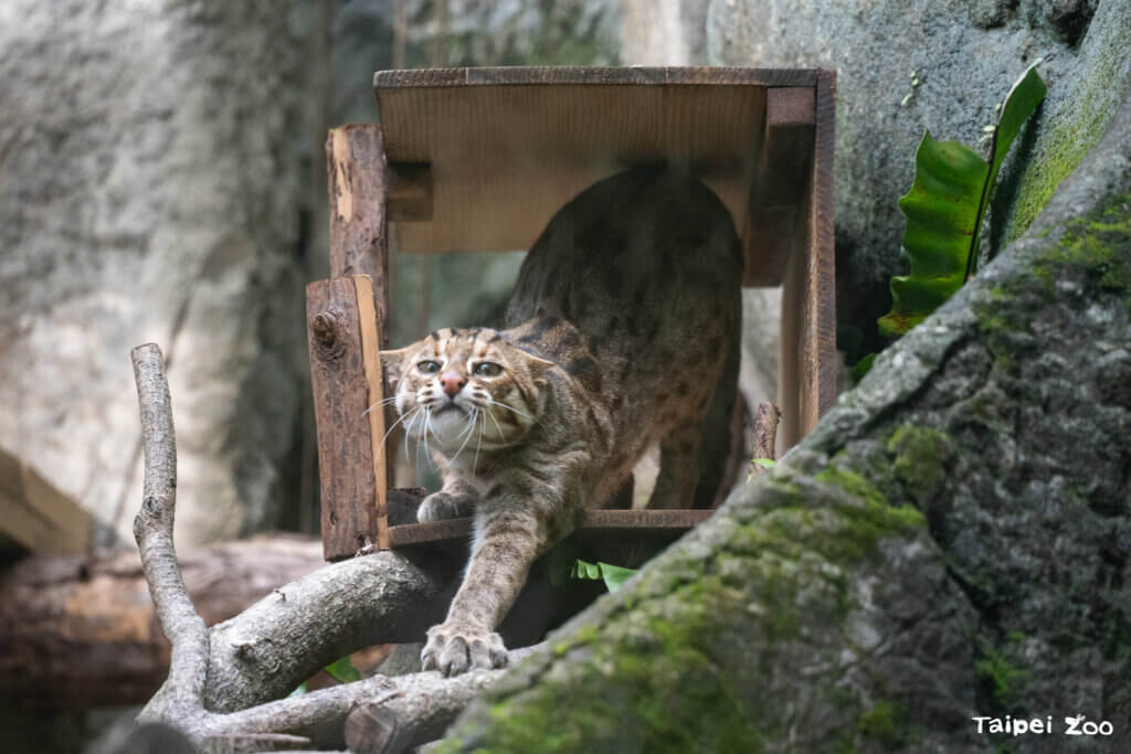 台北市立動物園歡慶 111 周年，10 月起每週末舉辦活動邀請民眾參與同樂，10 月第一個活動為「111 解密」，即日起至 10 月底前只要符合身分證中有 3 個 1、生日中有 3 個 1、出生年月日有 3 個 1，任一資格即可到動物園遊客中心領取小禮物。