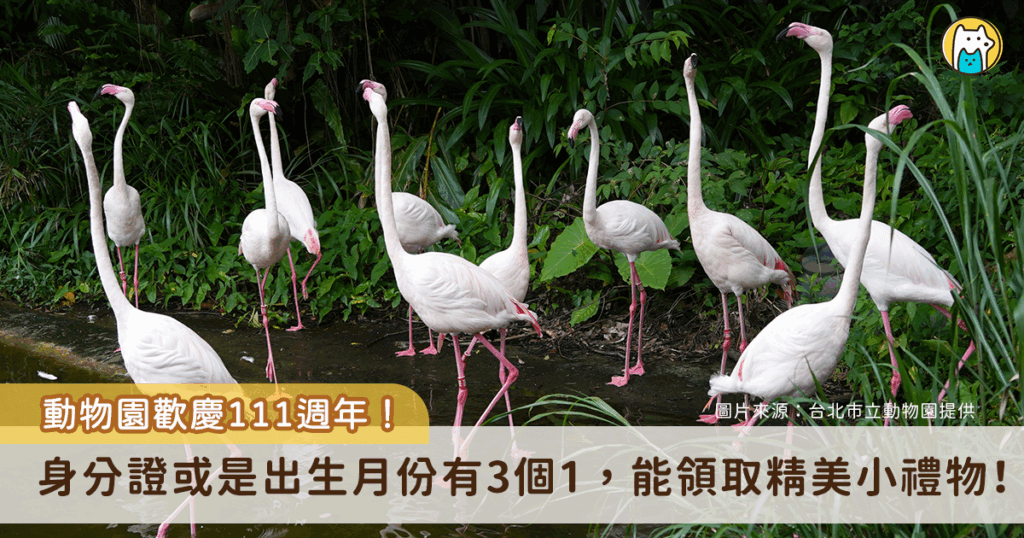 台北市立動物園歡慶 111 周年，10 月起每週末舉辦活動邀請民眾參與同樂，10 月第一個活動為「111 解密」，即日起至 10 月底前只要符合身分證中有 3 個 1、生日中有 3 個 1、出生年月日有 3 個 1，任一資格即可到動物園遊客中心領取小禮物。