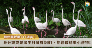 台北市立動物園歡慶 111 周年，10 月起每週末舉辦活動邀請民眾參與同樂，10 月第一個活動為「111 解密」，即日起至 10 月底前只要符合身分證中有 3 個 1、生日中有 3 個 1、出生年月日有 3 個 1，任一資格即可到動物園遊客中心領取小禮物。