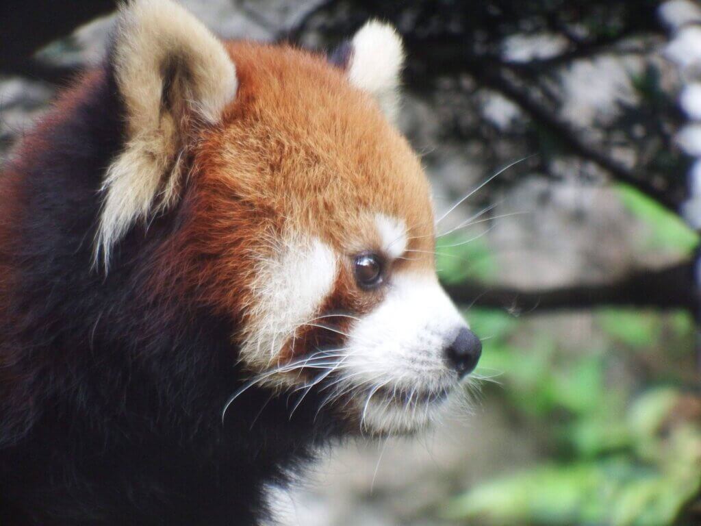 台北市立動物園小貓熊「可頌」於去年（2024）4 月前往日本多摩動物園，於 10 月 2 日凌晨不幸病逝，讓曾經照顧牠的保育員們唏噓不已。經了解，小貓熊「可頌」在 9 月中旬被觀察出異狀，照養團隊全力搶救仍不幸離世。