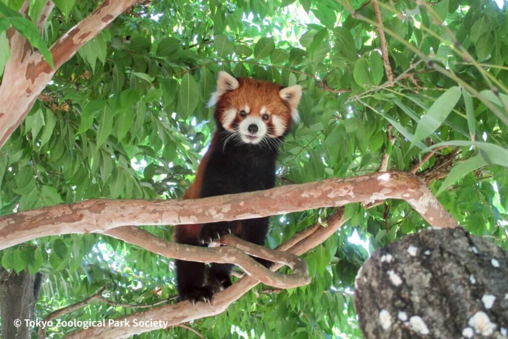 台北市立動物園小貓熊「可頌」於去年（2024）4 月前往日本多摩動物園，於 10 月 2 日凌晨不幸病逝，讓曾經照顧牠的保育員們唏噓不已。經了解，小貓熊「可頌」在 9 月中旬被觀察出異狀，照養團隊全力搶救仍不幸離世。