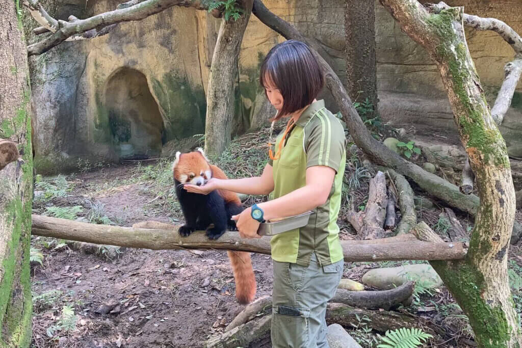 台北市立動物園小貓熊「可頌」於去年（2024）4 月前往日本多摩動物園，於 10 月 2 日凌晨不幸病逝，讓曾經照顧牠的保育員們唏噓不已。經了解，小貓熊「可頌」在 9 月中旬被觀察出異狀，照養團隊全力搶救仍不幸離世。