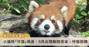 台北市立動物園小貓熊「可頌」於去年（2024）4 月前往日本多摩動物園，於 10 月 2 日凌晨不幸病逝，讓曾經照顧牠的保育員們唏噓不已。經了解，小貓熊「可頌」在 9 月中旬被觀察出異狀，照養團隊全力搶救仍不幸離世。