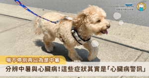炎炎夏日，當毛孩突然出現喘不停、精神萎靡的狀況，許多飼主第一反應往往是「牠是不是中暑了？」其實除了中暑，這也可能是「心臟病」正悄悄惡化的警訊！如何分辨中暑與心臟病，並在日常生活中做好相對地預防與照護，是每位飼主的重要課題。