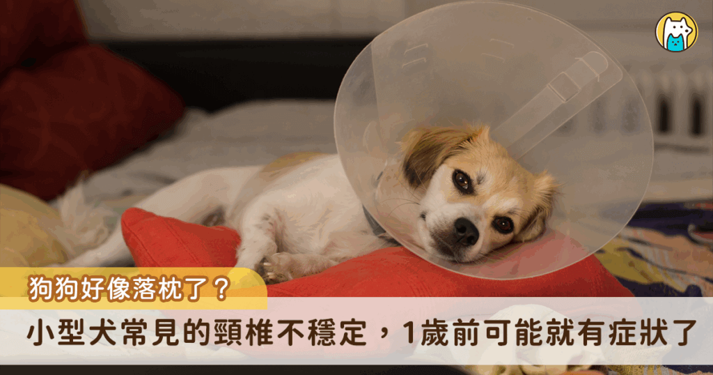 狗狗「好像落枕了」碰脖子會尖叫 狀況其實比你想像中嚴重 狗狗也會落枕?當然不是。要注意,這是非常嚴重的問題。頸椎不穩定是指頸部的椎體(第一及第二頸椎)之間不正常的位移,而造成脊髓神經受到壓迫而產生症狀。某些狗狗則是因出生時就頸椎就有缺陷,所以當受到一點點外力時,例如狗狗之間玩耍,被另一隻狗狗飛撲後,就產生不等程度的臨床症狀。