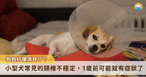 狗狗也會落枕？當然不是。要注意，這是非常嚴重的問題。頸椎不穩定是指頸部的椎體（第一及第二頸椎）之間不正常的位移，而造成脊髓神經受到壓迫而產生症狀。某些狗狗則是因出生時就頸椎就有缺陷，所以當受到一點點外力時，例如狗狗之間玩耍，被另一隻狗狗飛撲後，就產生不等程度的臨床症狀。